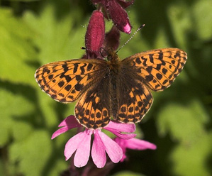 Bjergperlemorsommerfugl, Clossiana thore boralis (Hubner,1803). Sidder p en Dagpragtstjerne. Plnovik nord for Tornetrsk, Lappland, Sverige. 360 m. d. 2 juli 2007. Fotograf: Lars Andersen