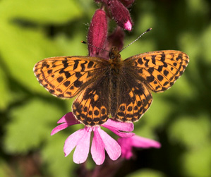 Thors Perlemorsommerfugl, Clossiana thore boralis (Hubner,1803). Sidder p en Dagpragtstjerne. Plnovik nord for Tornetrsk, Lappland, Sverige. 360 m. d. 2 juli 2007. Fotograf: Lars Andersen