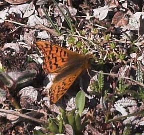 Arktisk perlemorsommerfugl, Boloria chariclea. Gurttejohka / Lullehacorru Rr 272A, Jukkasjrvi. Tornetrask nordbred, Sverige 1 juli 2007. Fotograf: Lars Andersen