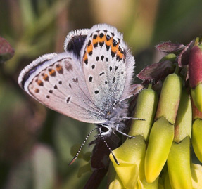  Hedblvinge, (Plebejus idas lapponicus, Gerhard,1853) han p Isvedel (Astragalus frigidus (L.) A. Gray). Abisko, Sverige 3 juli 2007. Fotograf: Lars Andersen