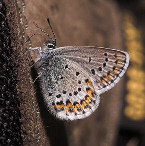  Hedblvinge, Plebejus idas lapponicus, (Gerhard,1853) han. Abisko, Torne Lappmark, Sverige. 5 juli 2007. Fotograf: Lars Andersen