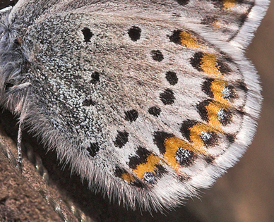 Hedblåvinge, Plebejus idas lapponicus, (Gerhard,1853) han. Abisko, Torne Lappmark, Sverige. 5 juli 2007. Fotograf: Lars Andersen
