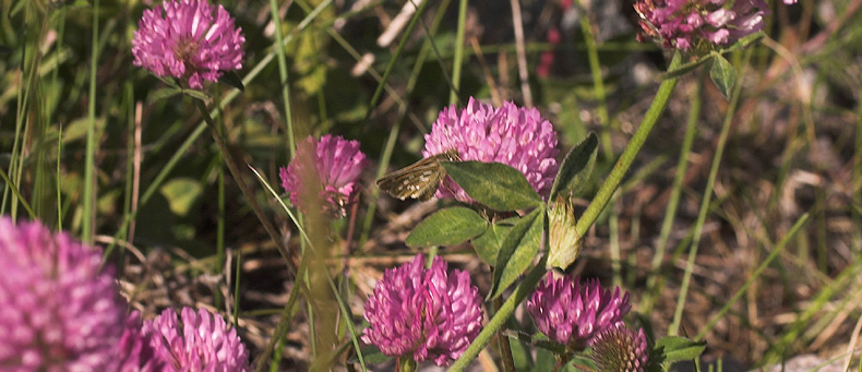 Kommabredpande, Hesperia comma. Abisko, Tornetrask sydbred, Sverige 5 juli 2007. Fotograf: Lars Andersen