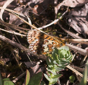 Rdlig perlemorsommerfugl, Boloria euphrosyne lapponica (Esper,1794). Nissuntjrro syd for Tornetrsk, Lappland, Sverige. 700 m. d. 3 juli 2007. Fotograf: Lars Andersen