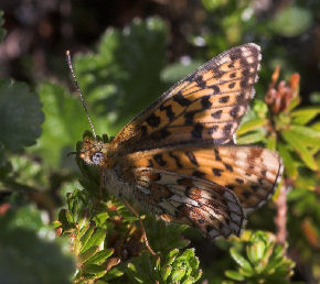 Rdlig perlemorsommerfugl, Boloria euphrosyne lapponica (Esper,1794). Nissuntjrro syd for Tornetrsk, Lappland, Sverige. 700 m. d. 3 juli 2007. Fotograf: Lars Andersen