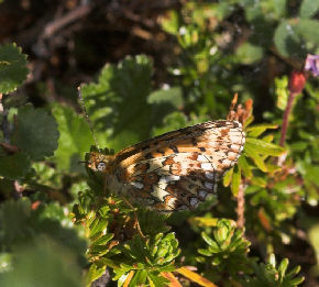 Rdlig perlemorsommerfugl, Boloria euphrosyne lapponica (Esper,1794). Nissuntjrro syd for Tornetrsk, Lappland, Sverige. 700 m. d. 3 juli 2007. Fotograf: Lars Andersen