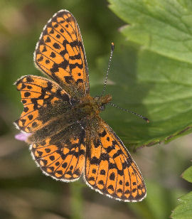 Rdlig perlemorsommerfugl, Boloria euphrosyne ssp.: septrionalis (Nordstrm, 1933). Plnovik nord for Tornetrsk, Lappland, Sverige. 360 m. d. 28 juni 2007. Fotograf: Lars Andersen