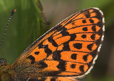 Rdlig perlemorsommerfugl, Boloria euphrosyne ssp.: septrionalis (Nordstrm, 1933). Plnovik nord for Tornetrsk, Lappland, Sverige. 360 m. d. 28 juni 2007. Fotograf: Lars Andersen