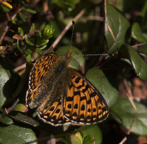 Rdlig perlemorsommerfugl, Boloria euphrosyne lapponica (Esper,1794). Plnovik nord for Tornetrsk, Lappland, Sverige. 360 m. d. 1 juli 2007. Fotograf: Lars Andersen