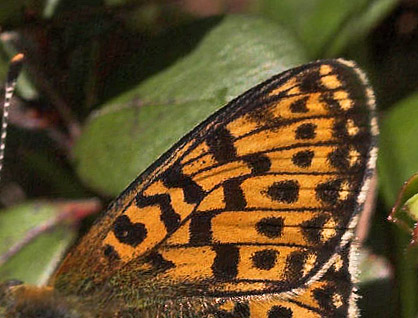 Rdlig perlemorsommerfugl, Boloria euphrosyne lapponica (Esper,1794). Plnovik nord for Tornetrsk, Lappland, Sverige. 360 m. d. 1 juli 2007. Fotograf: Lars Andersen