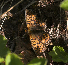 Rdlig perlemorsommerfugl, Boloria euphrosyne lapponica (Esper,1794). Plnovik nord for Tornetrsk, Lappland, Sverige. 360 m. d. 1 juli 2007. Fotograf: Lars Andersen