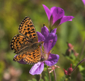 Rdlig perlemorsommerfugl, Boloria euphrosyne lapponica (Esper,1794). Plnovik nord for Tornetrsk, Lappland, Sverige. 360 m. d. 1 juli 2007. Fotograf: Lars Andersen