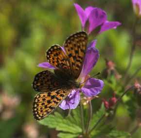 Rdlig perlemorsommerfugl, Boloria euphrosyne lapponica (Esper,1794). Plnovik nord for Tornetrsk, Lappland, Sverige. 360 m. d. 1 juli 2007. Fotograf: Lars Andersen