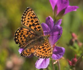 Rdlig perlemorsommerfugl, Boloria euphrosyne lapponica (Esper,1794). Plnovik nord for Tornetrsk, Lappland, Sverige. 360 m. d. 1 juli 2007. Fotograf: Lars Andersen