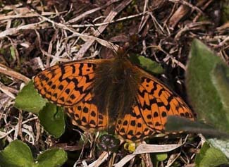  Moseperlemorsommerfugl, Boloria aquilonaris. Gurttejohka / Lullehacorru Rr 272A, Jukkasjrvi. Tornetrask nordbred, Sverige 1 juli 2007. Fotograf: Lars Andersen