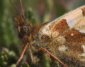  Fjeldperlemorsommerfugl, Boloria napaea. Gurttejohka / Lullehacorru Rr 272A, Jukkasjrvi. Tornetrask nordbred, Sverige 1 juli 2007. Fotograf: Lars Andersen