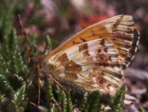 Fjeldperlemorsommerfugl, Boloria napaea. Gurttejohka / Lullehacorru Rr 272A, Jukkasjärvi. Tornetrask nordbred, Sverige 1 juli 2007. Fotograf: Lars Andersen