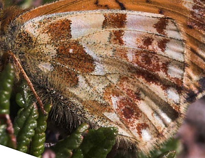 Fjeldperlemorsommerfugl, Boloria napaea. Gurttejohka / Lullehacorru Rr 272A, Jukkasjärvi. Tornetrask nordbred, Sverige 1 juli 2007. Fotograf: Lars Andersen