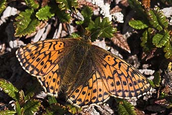  Fjeldperlemorsommerfugl, Boloria napaea. Gurttejohka / Lullehacorru Rr 272A, Jukkasjrvi. Tornetrask nordbred, Sverige 1 juli 2007. Fotograf: Lars Andersen