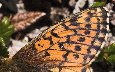  Fjeldperlemorsommerfugl, Boloria napaea hun. Gurttejohka / Lullehacorru Rr 272A, Jukkasjrvi. Tornetrask nordbred, Sverige 1 juli 2007. Fotograf: Lars Andersen