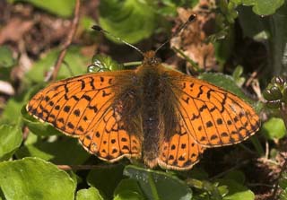  Fjeldperlemorsommerfugl, Boloria napaea. Gurttejohka / Lullehacorru Rr 272A, Jukkasjrvi. Tornetrask nordbred, Sverige 1 juli 2007. Fotograf: Lars Andersen