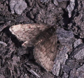 Svartgrå fjällmätare/Glaciermåler, Glacies coracina. Gurttejohka / Lullehacorru Rr 272A, Jukkasjärvi. Torneträsk nordbred, Sverige 1 juli 2007. Fotograf: Lars Andersen