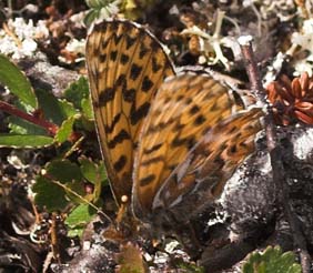 Frejas Perlemorsommerfugl, Clossiana freija (Thunberg,1791).Kratersjn,650 m.h. Bjrkliden syd for Tornetrsk, Lapland, Sverige. d. 27 juni 2007 Fotograf: Lars Andersen