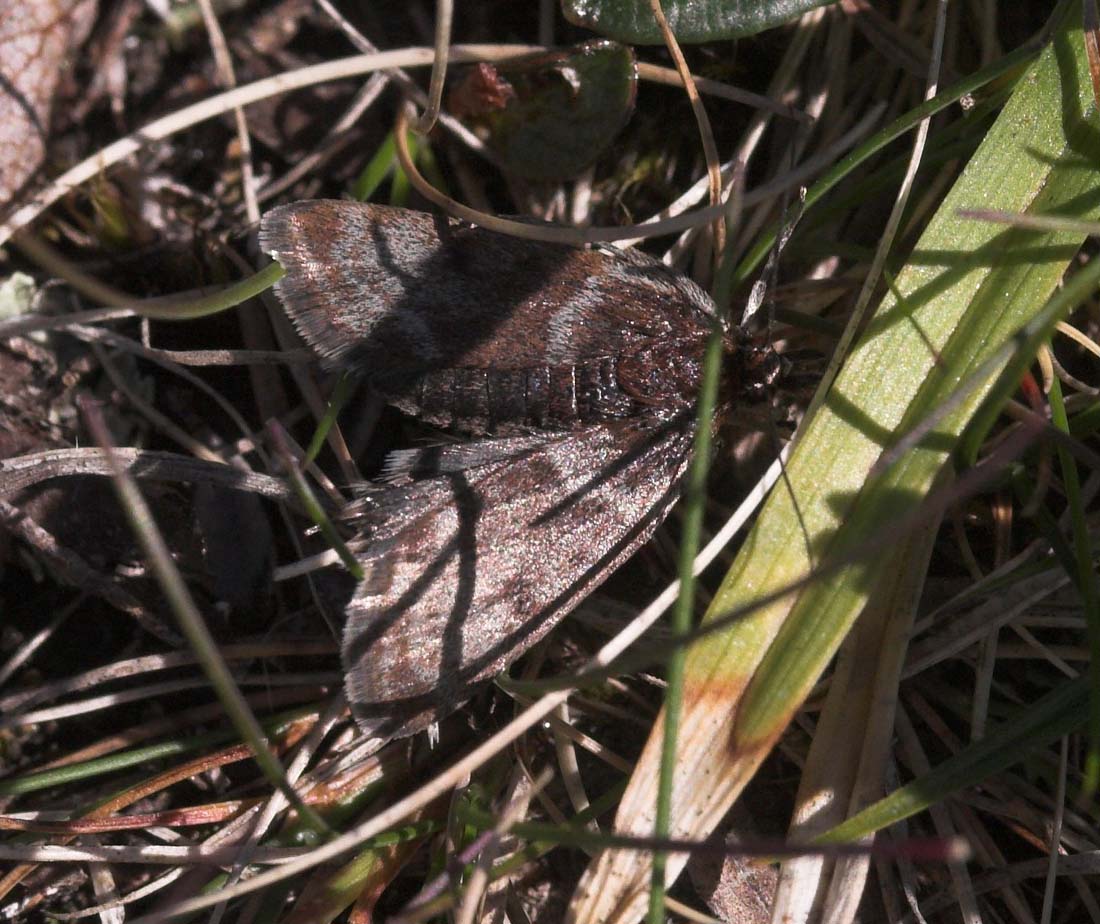 Fjällängsljusmott (Loxostege ephippialis) Nuojla 1100 m.h. Torneträsk sydbred, Sverige 6 juli 2007. Fotograf: Lars Andersen