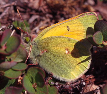 Arktisk Høsommerfugl, Colias hecla. Gurttejohka / Lullehacorru Rr 272A, Jukkasjärvi. Tornetrask nordbred, Sverige 1 juli 2007. Fotograf: Lars Andersen