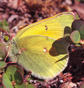 Arktisk Høsommerfugl, Colias hecla. Gurttejohka / Lullehacorru Rr 272A, Jukkasjärvi. Tornetrask nordbred, Sverige 1 juli 2007. Fotograf: Lars Andersen