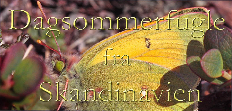 Arktisk Høsommerfugl, Colias hecla. Gurttejohka / Lullehacorru Rr 272A, Jukkasjärvi. Tornetrask nordbred, Sverige 1 juli 2007. Fotograf: Lars Andersen