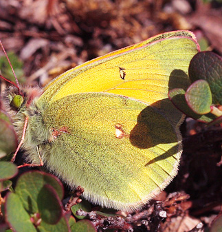 Arktisk Høsommerfugl, Colias hecla. Gurttejohka / Lullehacorru Rr 272A, Jukkasjärvi. Tornetrask nordbred, Sverige 1 juli 2007. Fotograf: Lars Andersen