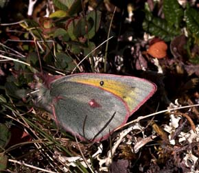 Arktisk Høsommerfugl, Colias hecla. Gurttejohka / Lullehacorru Rr 272A, Jukkasjärvi. Tornetrask nordbred, Sverige 1 juli 2007. Fotograf: Lars Andersen