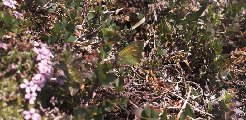 Arktisk Høsommerfugl, Colias hecla. Lappjordshytten / Lullehacarru Rr 272A,. Tornetrask nordbred, Norge 30 juni 2007. Fotograf: Lars Andersen