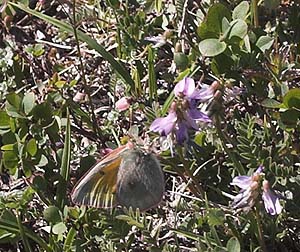 Arktisk Høsommerfugl, Colias hecla. Gurttejohka / Lullehacorru Rr 272A, Jukkasjärvi. Tornetrask nordbred, Sverige 1 juli 2007. Fotograf: Lars Andersen