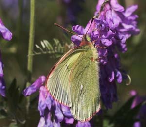 Mosehøsommerfugl, Colias palaeno. Abisko, Tornetrask sydbred, Sverige 6 juli 2007. Fotograf: Lars Andersen