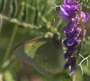 Mosehøsommerfugl, Colias palaeno. Abisko, Tornetrask sydbred, Sverige 6 juli 2007. Fotograf: Lars Andersen