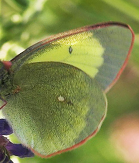  Mosehsommerfugl, Colias palaeno. Abisko, Tornetrask sydbred, Sverige 6 juli 2007. Fotograf: Lars Andersen