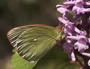 Mosehøsommerfugl, Colias palaeno. Abisko, Tornetrask sydbred, Sverige 6 juli 2007. Fotograf: Lars Andersen