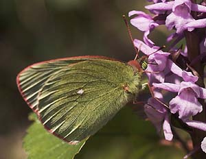  Mosehsommerfugl, Colias palaeno. Abisko, Tornetrask sydbred, Sverige 6 juli 2007. Fotograf: Lars Andersen