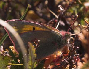 Arktisk Høsommerfugl, Colias hecla. Gurttejohka / Lullehacorru Rr 272A, Jukkasjärvi. Tornetrask nordbred, Sverige 1 juli 2007. Fotograf: Lars Andersen