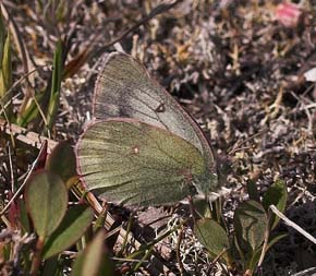 Fjeldhsommerfugl, Colias werdandi (nastes). Abisko, Tornetrask sydbred, Sverige 25 juni 2007. Fotograf: Lars Andersen