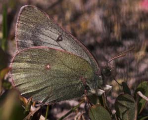 Fjeldhsommerfugl, Colias werdandi (nastes). Abisko, Tornetrask sydbred, Sverige 25 juni 2007. Fotograf: Lars Andersen