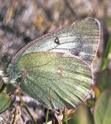 Fjeldhøsommerfugl, Colias werdandi (nastes). Abisko, Tornetrask sydbred, Sverige 25 juni 2007. Fotograf: Lars Andersen