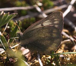 Fjeldhsommerfugl, Colias werdandi (nastes). Abisko, Tornetrask sydbred, Sverige 25 juni 2007. Fotograf: Lars Andersen