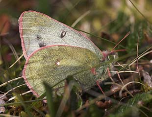 Fjeldhsommerfugl, Colias werdandi (nastes). Abisko, Tornetrask sydbred, Sverige 25 juni 2007. Fotograf: Lars Andersen