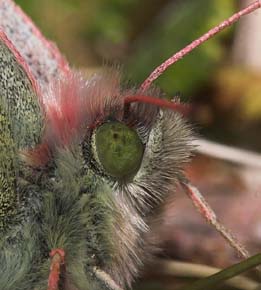 Arktisk høsommerfugl, Colias werdandi (nastes). Abisko, Tornetrask sydbred, Sverige 25 juni 2007. Fotograf: Lars Andersen
