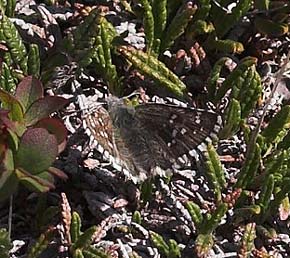  Fjeldbredpande, Pyrgus andromedae. Gurttejohka / Lullehacorru Rr 272A, Jukkasjrvi. Tornetrask nordbred, Sverige 1 juli 2007. Fotograf: Lars Andersen