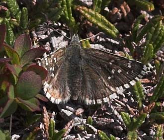  Fjeldbredpande, Pyrgus andromedae. Gurttejohka / Lullehacorru Rr 272A, Jukkasjrvi. Tornetrask nordbred, Sverige 1 juli 2007. Fotograf: Lars Andersen