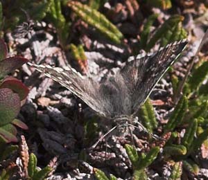  Fjeldbredpande, Pyrgus andromedae. Gurttejohka / Lullehacorru Rr 272A, Jukkasjrvi. Tornetrask nordbred, Sverige 1 juli 2007. Fotograf: Lars Andersen